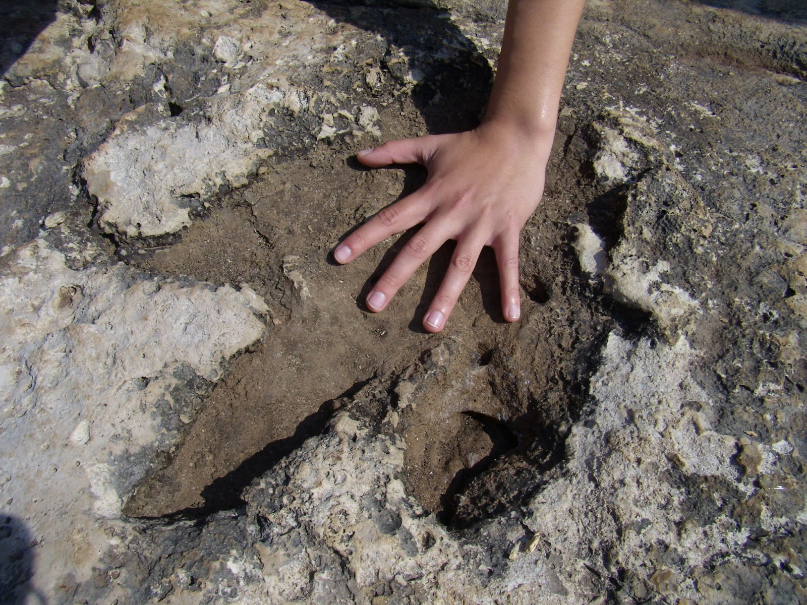 Fliederbaum: Dinosaurierspuren in Stein